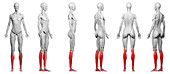 Lower leg muscles, illustration