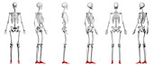 Foot bones, illustration