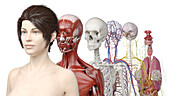 Human anatomy systems, illustration