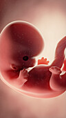 Foetus at week 8, illustration