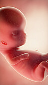 Foetus at week 10, illustration