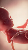 Foetus at week 14, illustration