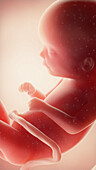 Foetus at week 16, illustration