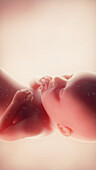 Foetus at week 36, illustration