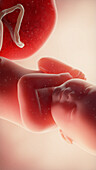 Foetus at week 40, illustration