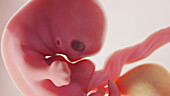 Foetus at week 7, illustration