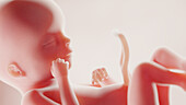 Foetus at week 19, illustration