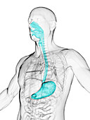 Oesophagus and stomach, illustration