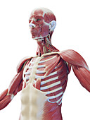 Muscular system of the upper body, illustration