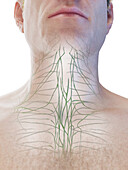Lymphatic system of the neck, illustration