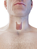 Thyroid gland, illustration