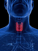 Thyroid gland, illustration