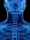 Skeletal system of the neck, illustration