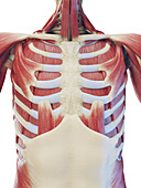 Muscular system of the torso, illustration