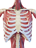 Muscular system of the torso, illustration