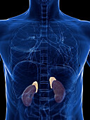 Kidneys and adrenal glands, illustration