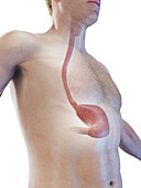 Stomach and oesophagus, illustration