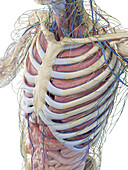Torso anatomy, illustration