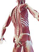Muscular system of the back, illustration
