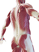 Muscular system of the back, illustration