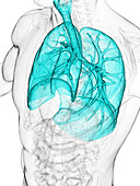 Respiratory system, illustration