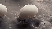 Dust mites, illustration