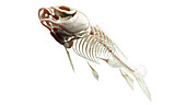 Fish anatomy, illustration