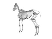 Horse skeleton, illustration