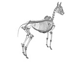 Horse skeleton, illustration