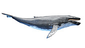 Whale anatomy, illustration