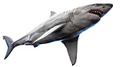 Shark, illustration