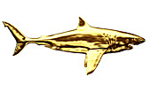 Golden shark, illustration