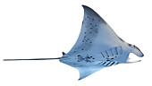 Manta ray, illustration
