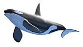 Killer whale, illustration