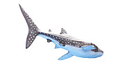 Whale shark, illustration