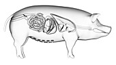 Pig organs, illustration