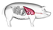 Pig lung, illustration