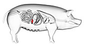 Pig spleen, illustration
