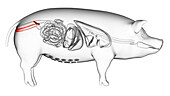 Pig uterus, illustration