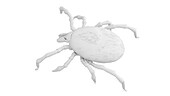 Tick, illustration