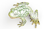 Frog's lymphatic system, illustration