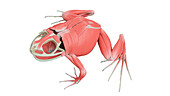 Frog's muscular system, illustration