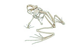 Frog's skeletal system, illustration