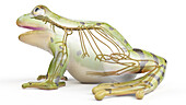 Frog's nervous system, illustration