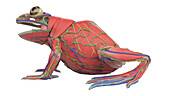 Frog's muscular system, illustration