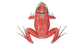 Frog's muscles, illustration