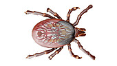 Tick, illustration