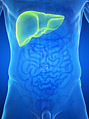 Male liver, illustration