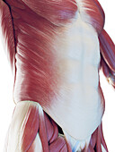 Male abdominal muscles, illustration