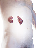 Male kidneys, illustration